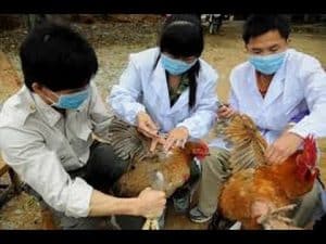 grippe aviaire